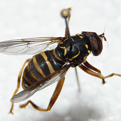 Spilomyia manicata